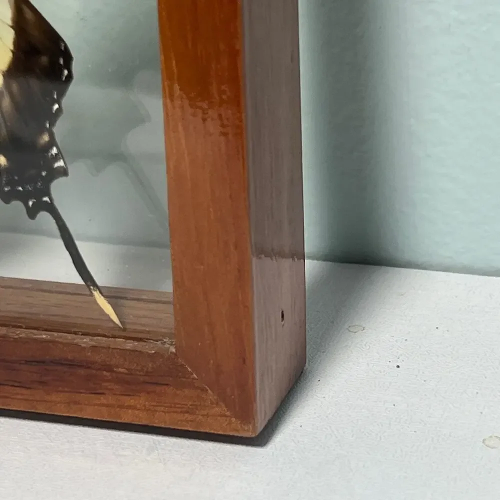 Vintage Real Butterfly Shadowbox Display Wood Frame Wall Art Taxidermy